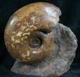 Lytoceras Ammonite From France - Polished #7822-2